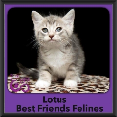 2015 - Adopted - Lotus