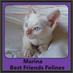 2015 - Adopted - Marina