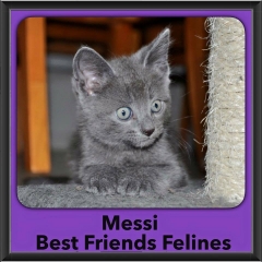 2015 - Adopted - Messi