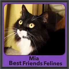 2015 - Adopted - Mia