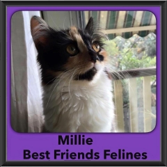 2015 - Adopted - Millie