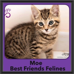 2015 - Adopted - Moe