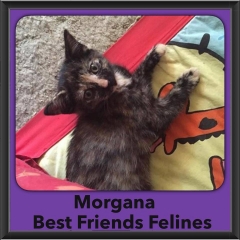 2015 - Adopted - Morgana
