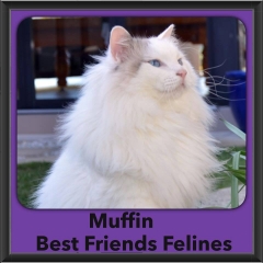 2015 - Adopted - Muffin