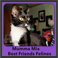 2015 - Adopted - Mumma Mia
