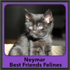 2015 - Adopted - Newmar