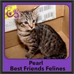 2015 - Adopted - Pearl