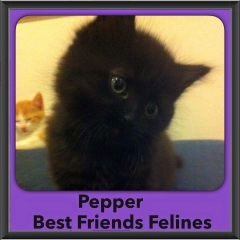 2015 - Adopted - Pepper
