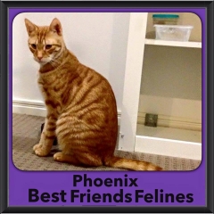2015 - Adopted - Phoenix