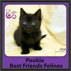 2015 - Adopted - Pookie