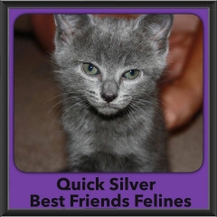 2015 - Adopted - Quick Silver