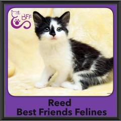 2015 - Adopted - Reed