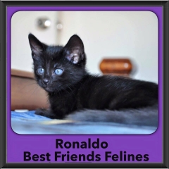 2015 - Adopted - Ronaldo