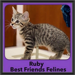 2015 - Adopted - Ruby