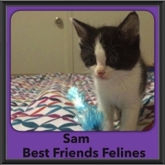 2015 - Adopted - Sam