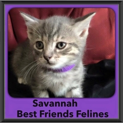 2015 - Adopted - Savannah