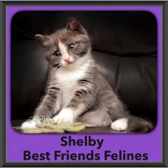 2015 - Adopted - Shelby