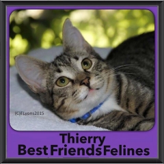 2015 - Adopted - Thierry