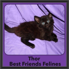 2015 - Adopted - Thor