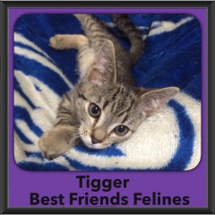 2015 - Adopted - Tigger