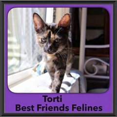 2015 - Adopted - Torti