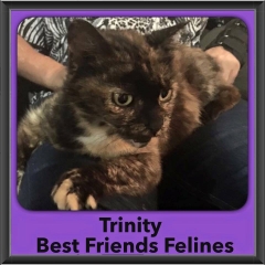 2015 - Adopted - Trinity