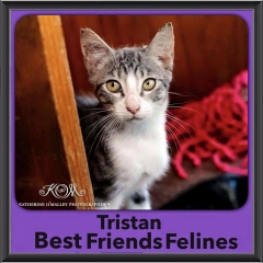 2015 - Adopted - Tristan