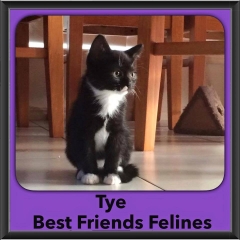 2015 - Adopted - Tye
