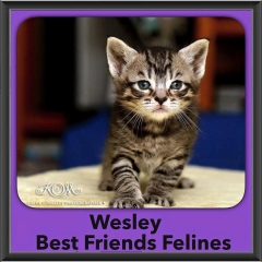 2015 - Adopted - Wesley