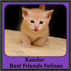 2015 - Adopted - Xander
