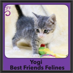 2015 - Adopted - Yogi