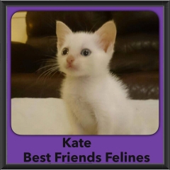 2015 - Adopted - kate