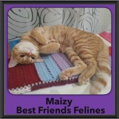 2015 - Adopted - maizy