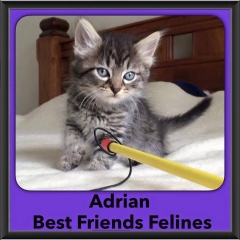 2016-Adopted-Adrian