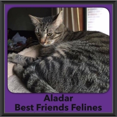 2016-Adopted-Aladar