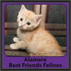 2016-Adopted-Alamere