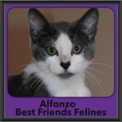 2016-Adopted-Alfonzo