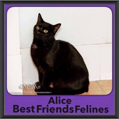 2016-Adopted-Alice