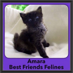 2016-Adopted-Amara