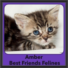 2016-Adopted-Amber