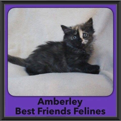2016-Adopted-Amberley
