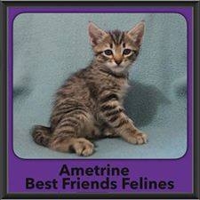 2016-Adopted-Ametrine