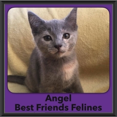 2016-Adopted-Angel