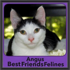 2016-Adopted-Angus
