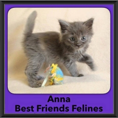 2016-Adopted-Anna