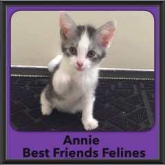 2016-Adopted-Annie