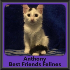 2016-Adopted-Anthony