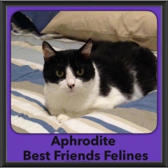 2016-Adopted-Aphrodite