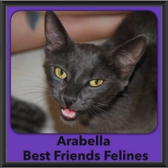 2016-Adopted-Arabella