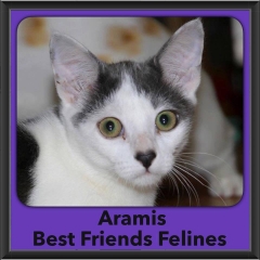 2016-Adopted-Aramis